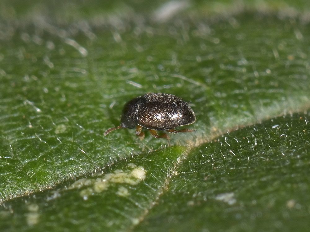 Brachypterus sp. (Kateretidae)